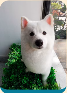 10 secretos de estética canina para la felicidad de tu mascota.